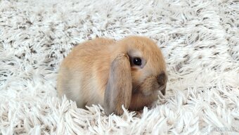 Zakrslý beránek, králíček, králík - JIJI - 10