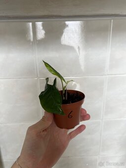 Syngonium variegata - 10