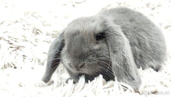 Zakrslý beránek, králíček, králík - BONNY - 10