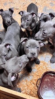 Americký stafordširský teriér - 10