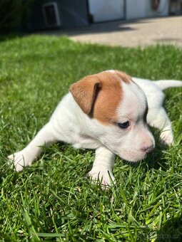 Jack russel teriér - 10