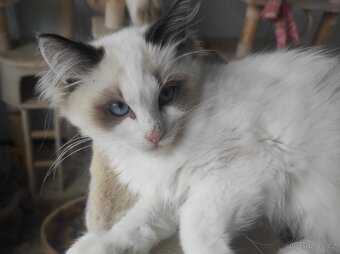 Koťata Ragdoll bez PP - 10