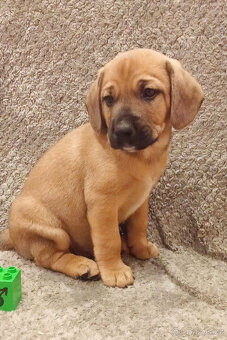 Kříženci – retrívr x labrador x ridgeback x stafford - 10