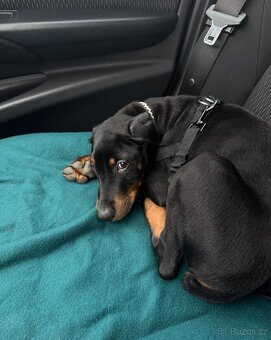 Dobrman - kupírováná fenka - 10