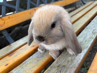 Mláďata mini lop králíčci - 10