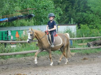 pony klisna - 10