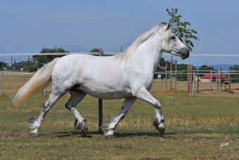Fellský pony - top klisna - 10
