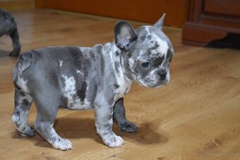 francouzsky buldocek - 10