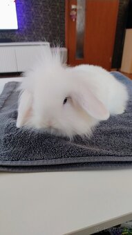 Zakrslý králíček/beránek - 10