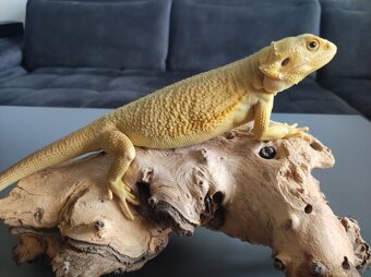 3x Agama vousatá, 3x terárium, 3x box s Blaptica dubia - 10