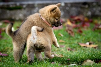 Shiba inu s PP - 10