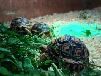 prodám mláďata želv + kompletní terárium - 10