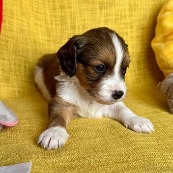 Šteňátka Kooikerhondje – Holandský vábič kačiek - 10