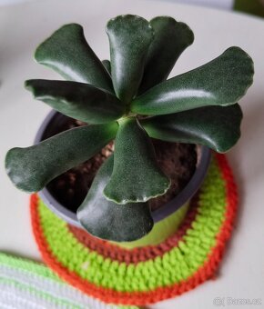 Haworthia, měsíční kámen, tlustice, kopřiva - 10