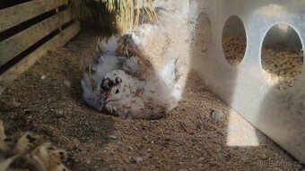 Násadová křepelčí vejce, vajíčka - 10