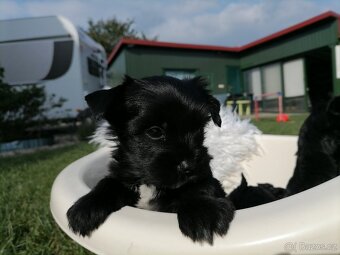 Biewer - jorkšírský teriér black - 10