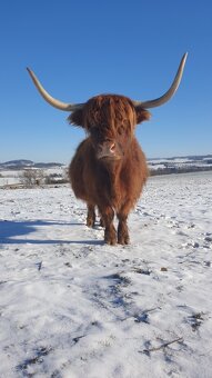 jalovice skotský náhorní skot - highland - 10