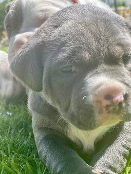 American bully XL - 10
