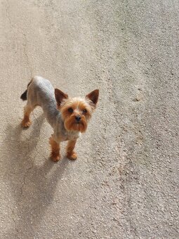 Yorkšírsky teriér - 10