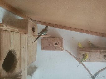 Papoušek zpěvavý, letošní mladé - 10