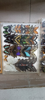 Prodám velikou sbírku motýlů - 10