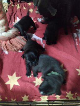 Staforticky bulteriéra - 10