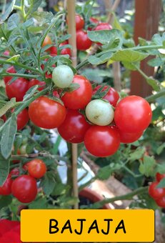 SADBA ZELENINY RAJČE, PAPRIKA, OKURKA, CUKETA.. – LZE POSLAT - 10
