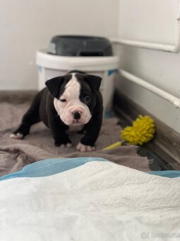 American Bully pocket - 10