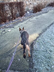 Daruji fenku německý ovčák kříženka - 10