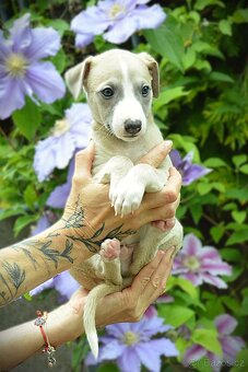Whippet s PP - 10