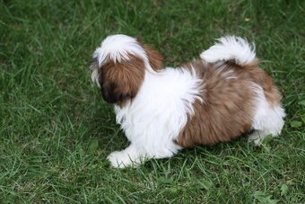 Shih-tzu, Shih tzu, si cu bez pp - 10