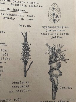 Fr. Salač - Ochrana lesů - kvalitní kopie přednášek - 10