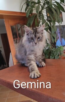 Mainská mývalí koťátka s PP - 10