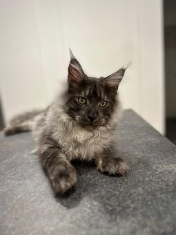 Maine coon,  mainská mývalia s PP - kocúrik - 10