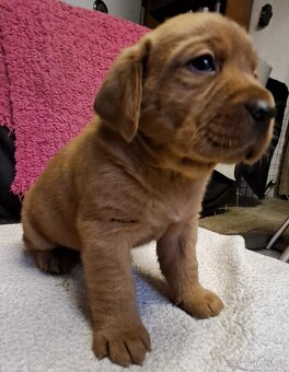 Labradorský retriever s PP - 10