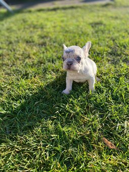 Francouzský buldoček🐕 - 10