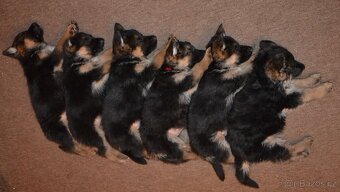 Německý ovčák s PP pejsek - 10