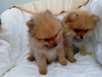 POMERANIAN - 10