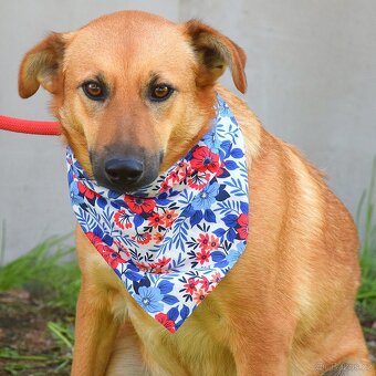 Bernarda – opatrná, citlivá fena, která potřebuje trpělivou - 10