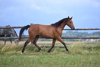 Kompletní chovný a sportovní balíček (8 koní) - 10