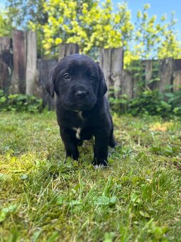 Bernský salašnický X labrador - 10