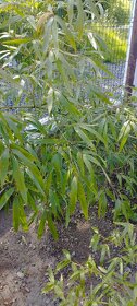 Prodej mrazuvzdorných bambusů Phyllostachys Shanghai 3 - 10