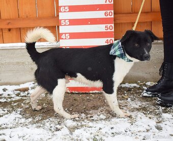 ARIELL K ADOPCI - 1 ROK, KAMARÁDSKÝ,HODNÝ,HRAVÝ - 10