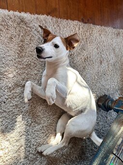 Štěňata kříženec Parson russel teriér - 10