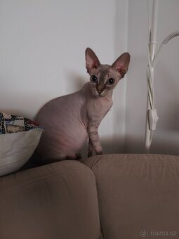 Kanadský Sphynx koťátka - 10