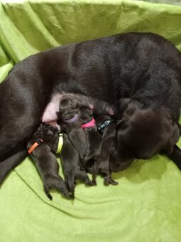 Labrador retriever s PP - 10
