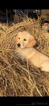 Štěňata Zlatý retrívr - 10