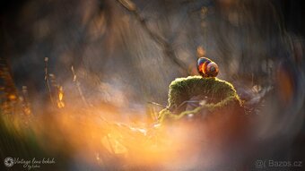 Meopta Meostigmat 50/1 adaptace pro Sony E-mount - 10