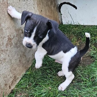 Jack Russel teriér - 10