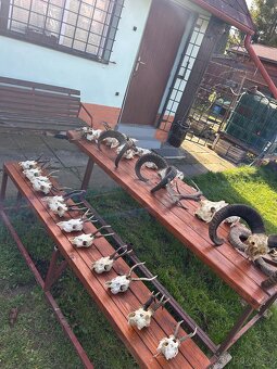 Unikátní kolekce loveckých trofejí – srnčí, mufloní, divočák - 10